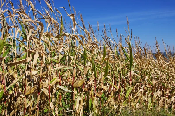 Corn field in fall — Stock Photo, Image