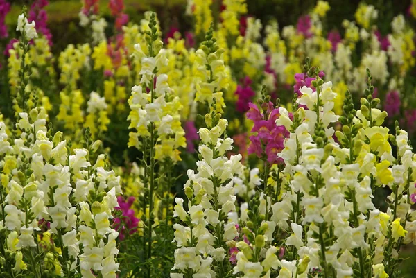 Snapdragon — Stock Photo, Image