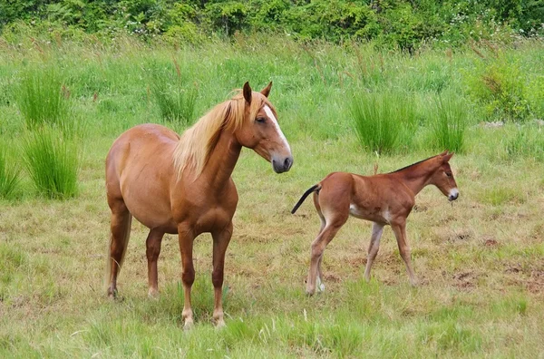 Caballos pastando — Foto de Stock