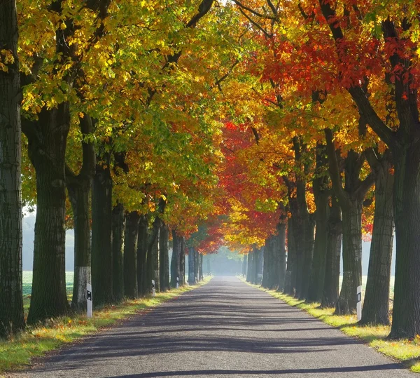 Avenue in fall — Stock Photo, Image