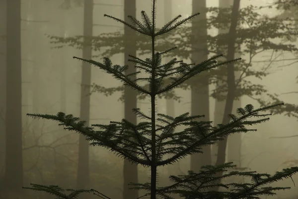 Forest in fog — Stock Photo, Image