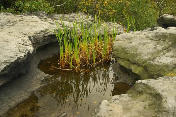 Zschirnstein pond — Stock Photo, Image