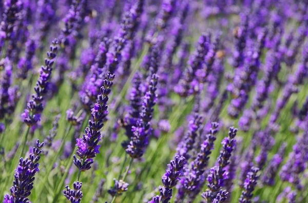 Lavender close-up — Stock Photo, Image