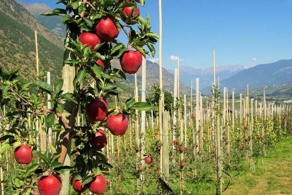 Apple on tree — Stock Photo, Image