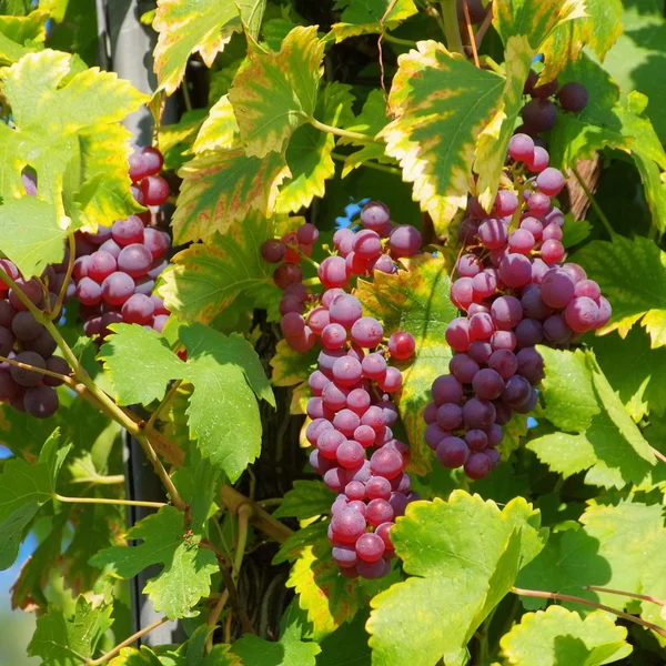 Weinrot — Stockfoto