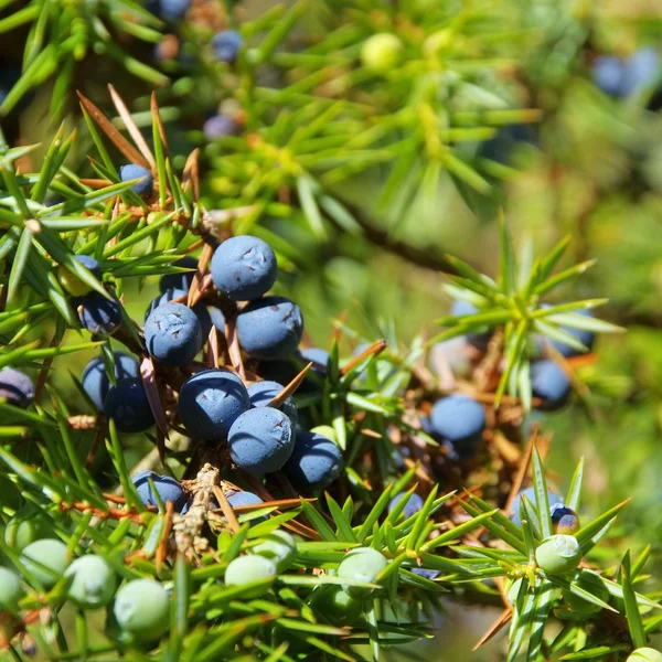 Enbär — Stockfoto