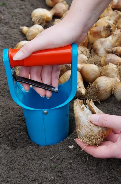 Bulb planting — Stock Photo, Image