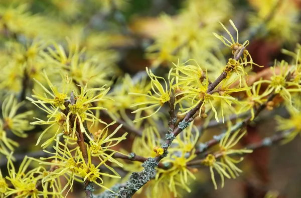 Hamamelis virginiana — Stock fotografie