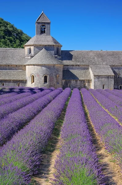 Senanque — Stock Photo, Image