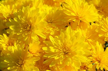 kasımpatı çiçekleri