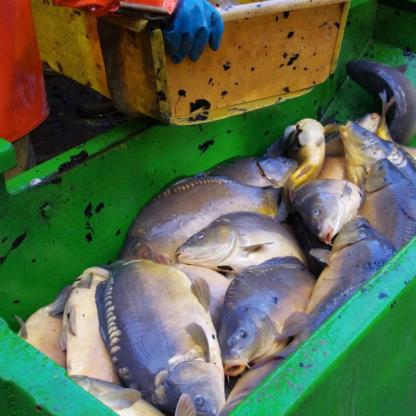 Pescado capturado recientemente — Foto de Stock