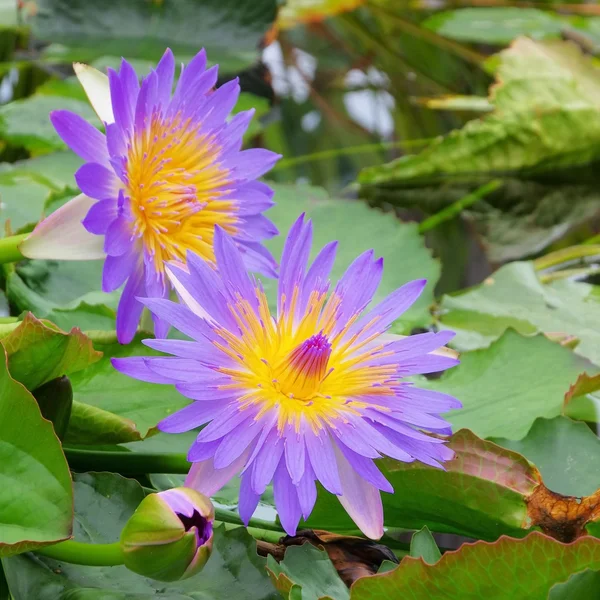 Seerose - water lily — Stockfoto