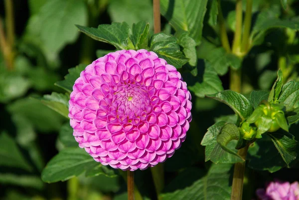 ダリアの花 — ストック写真