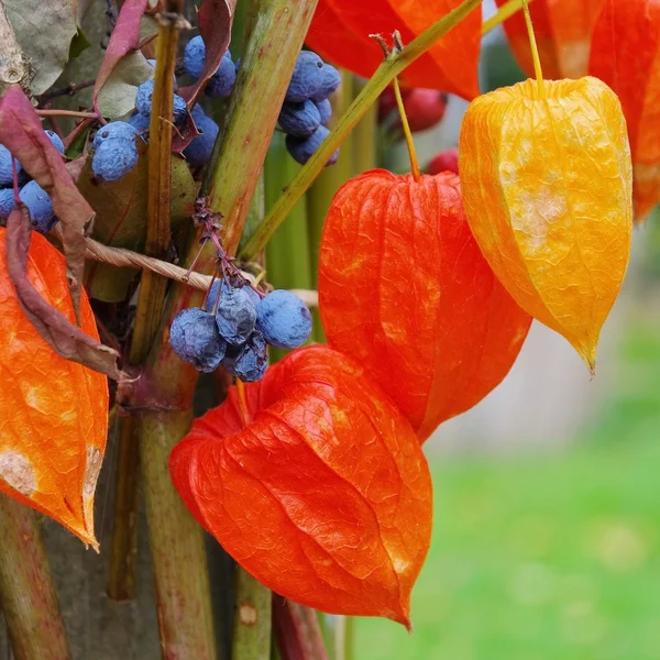 Deco en otoño — Foto de Stock