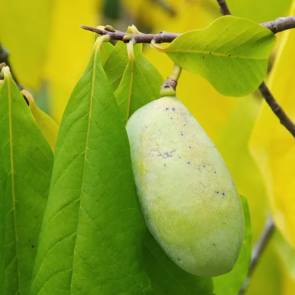 Pawpaw — Stock Photo, Image