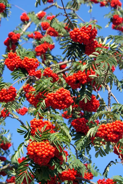 Närbild rowan — Stockfoto