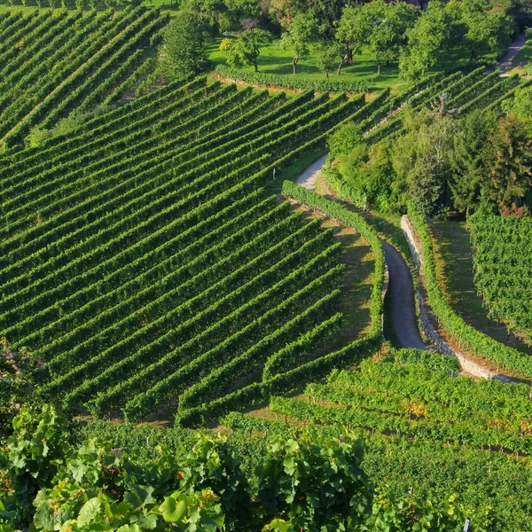 Vinha de Wachau — Fotografia de Stock