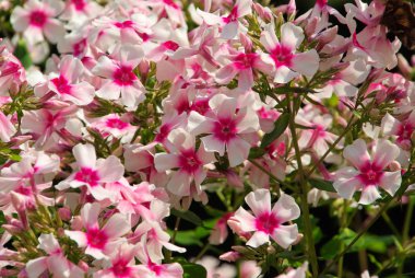 Phlox çiçekler