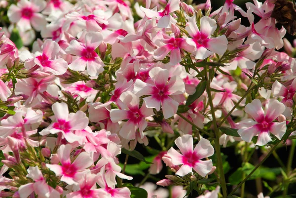 Phlox flowers — Stock Photo, Image