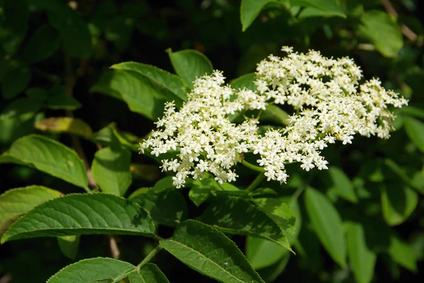 Elder Plant — Stock Photo, Image