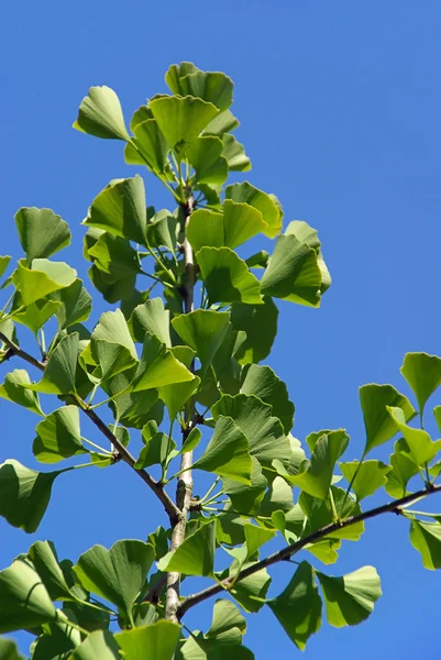 Ginkgo biloba, ginkgo - relict bitki — Stok fotoğraf