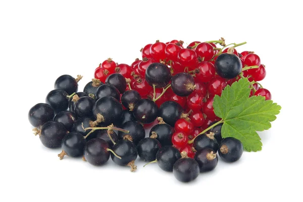 Beeren - schwarze und rote Johannisbeeren — Stockfoto