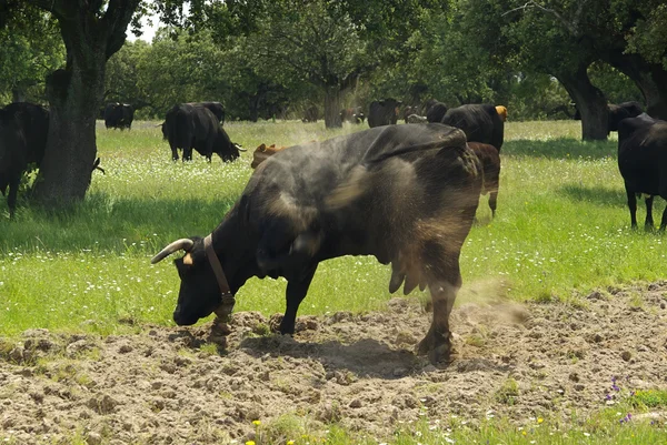 Cow grazes — Stock Photo, Image