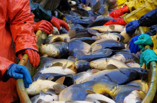 Pescado recién capturado — Foto de Stock