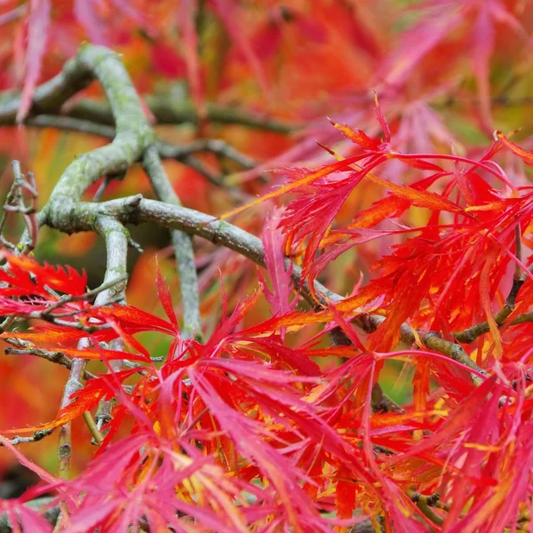 Acer palmatum — стокове фото