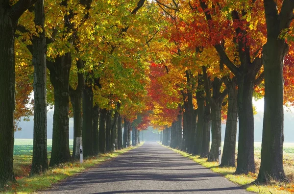 Avenue à l'automne — Photo