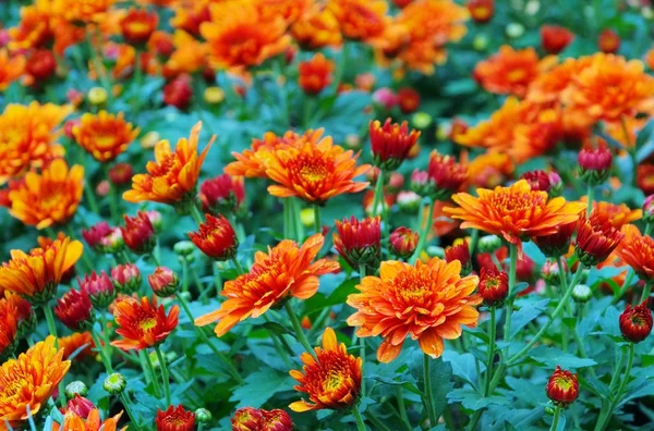 Close-up Chrysanthemum — Stock Photo, Image