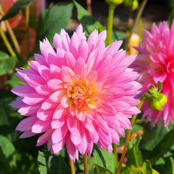 Dahlie aus nächster Nähe — Stockfoto