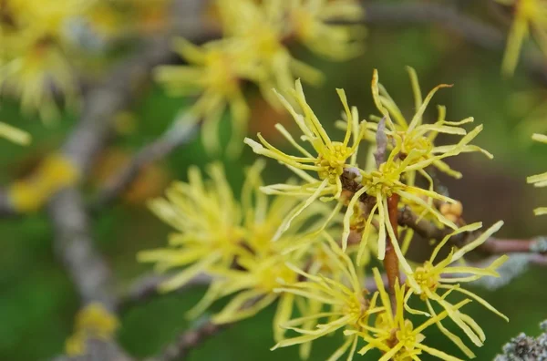 Hamamelis virginiana — Φωτογραφία Αρχείου