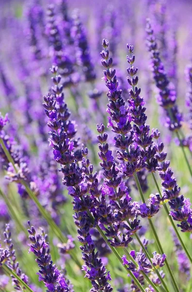 Nahaufnahme Lavendel — Stockfoto