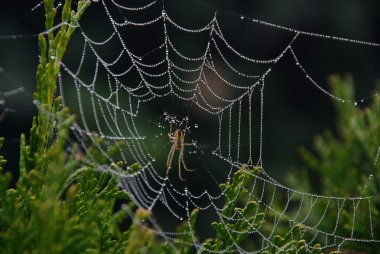yakın çekim örümcek ağı