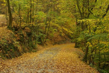 Sonbahar ormanında yol.