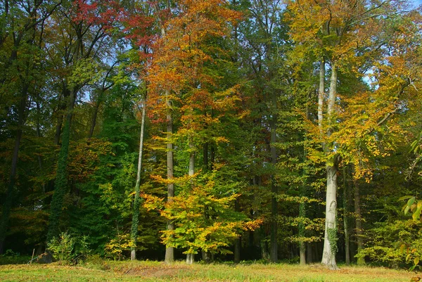 Vista della foresta autunnale — Foto Stock