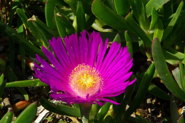 Ice plant — Stock Photo, Image