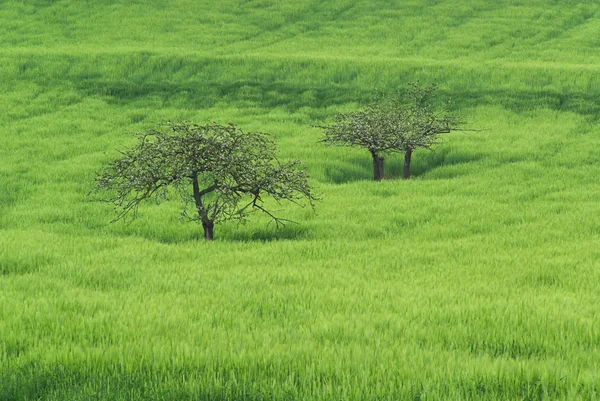 Três árvores do campo — Fotografia de Stock
