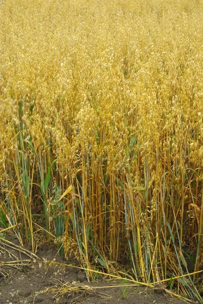 Oat field — Stock Photo, Image