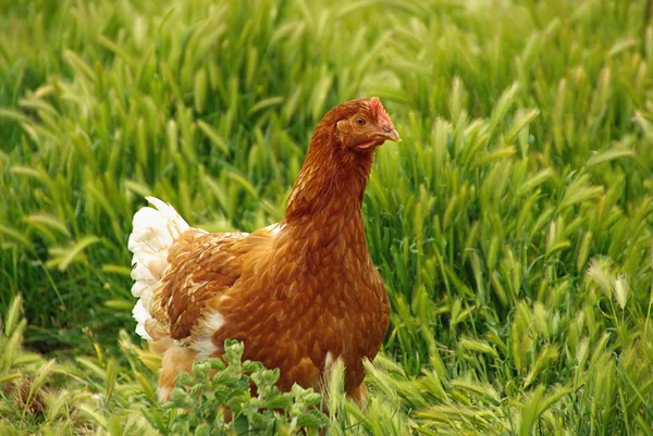 Frango castanho — Fotografia de Stock