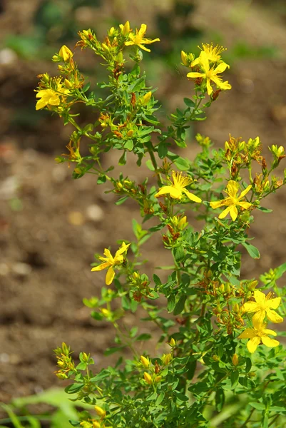 St Johns wort — Stockfoto