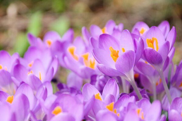 Close-up Crocus