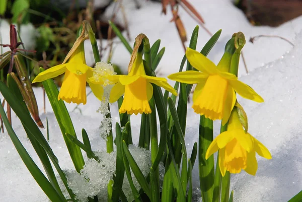 Close-up daffodil — Stock Photo, Image