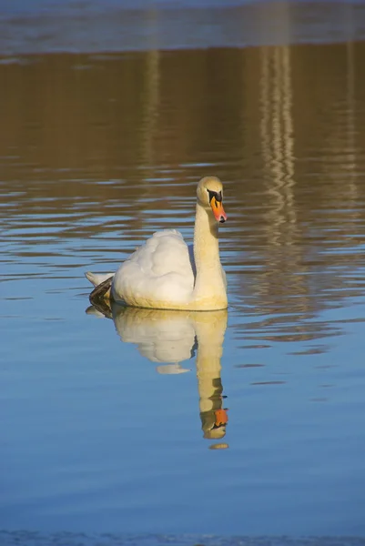 Labuť plovoucí v jezeře — Stock fotografie