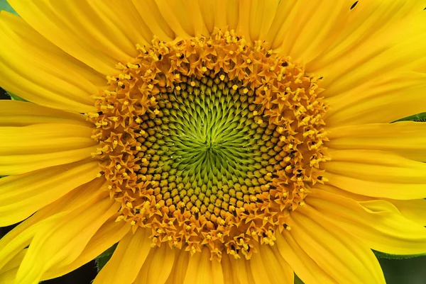 Sonnenblumen — Stockfoto