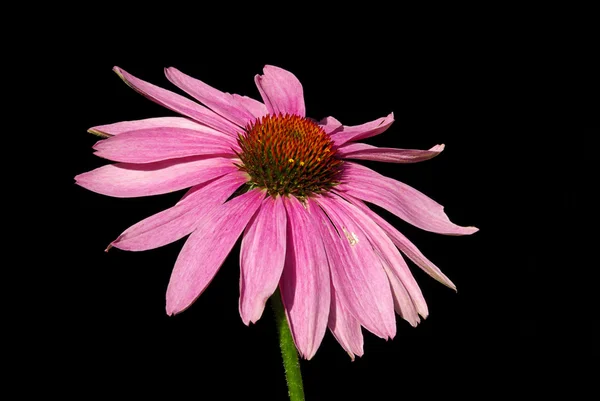 Lila coneflower — Stock Fotó