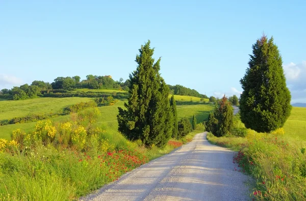 Tuscany cypress trees with track — Stock Photo, Image