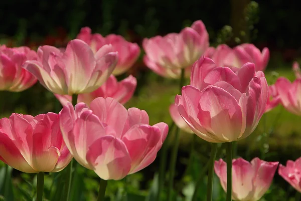 Textuur tulip — Stockfoto