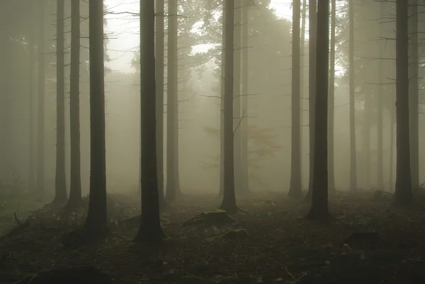 Forest in fog — Stock Photo, Image